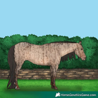 Horse Color:Brown Dun  and Sable Champagne Dun 