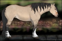 Horse Color:Brown Dun  and Brown Dun 