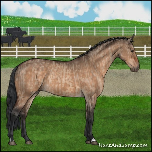 Horse Color:Bay Dun  and Brown Dun 