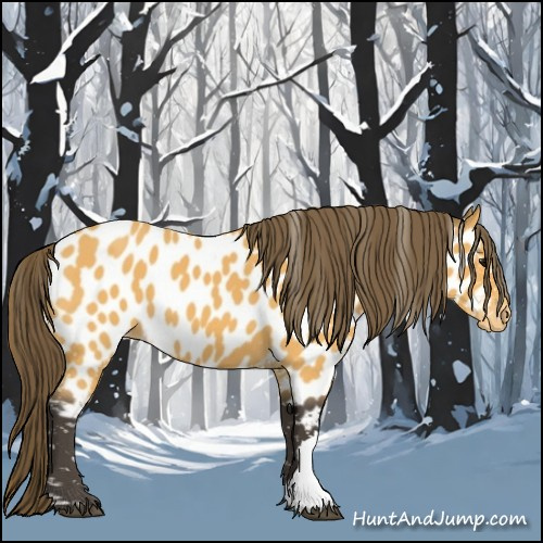 Horse Color:Buckskin Appaloosa 