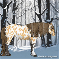 Horse Color:Buckskin Appaloosa 
