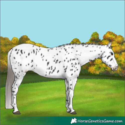Horse Color:Smoky Black Near Leopard 