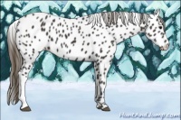 Horse Color:Smoky Black Appaloosa 
