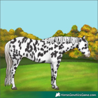 Horse Color:Smoky Black Appaloosa 