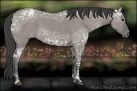 Horse Color:Grullo Ice Varnish 
