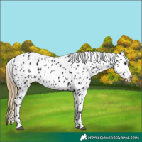 Horse Color:Smoky Black Appaloosa 