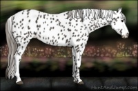 Horse Color:Smoky Black Appaloosa 