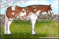 Horse Color:Silver Bay Sabino Appaloosa 