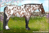 Horse Color:Bay Roan Sabino Appaloosa 