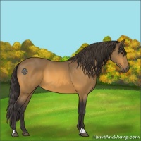 Horse Color:Buckskin 