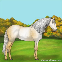 Horse Color:Gray Palomino
