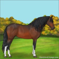 Horse Color:Brown Tobiano 
