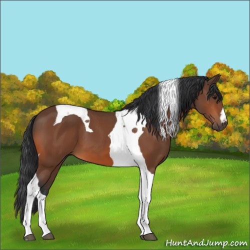 Horse Color:Bay Tobiano 
