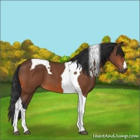 Horse Color:Bay Tobiano