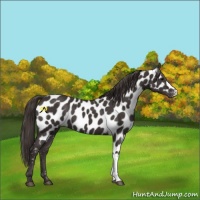 Horse Color:Smoky Black Appaloosa 