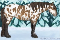 Horse Color:Buckskin Appaloosa 