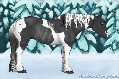 Horse Color:Black Tobiano Rabicano 