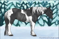 Horse Color:Black Tobiano Rabicano 