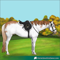 Horse Color:Chestnut Splash Frame Rabicano 