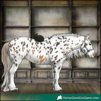 Horse Color:Buckskin Appaloosa 