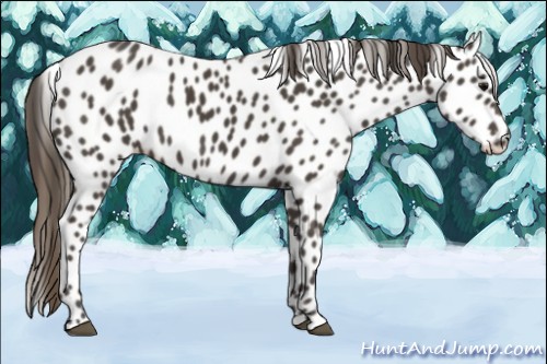 Horse Color:Smoky Black Appaloosa 