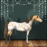 Horse Color:Buckskin Appaloosa 