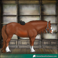 Horse Color:Chestnut 