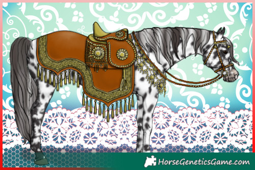 Horse Color:Smoky Black Appaloosa 