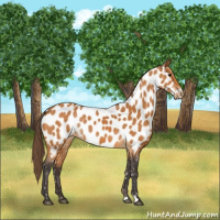 Horse Color:Buckskin Near Leopard