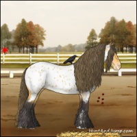 Horse Color:Buckskin Near Leopard