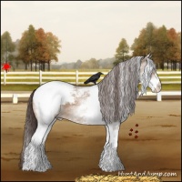 Horse Color:White Spotted Bay Dun Snowcap 