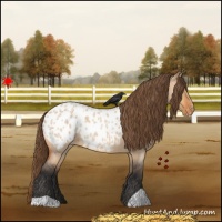 Horse Color:Bay Roan Dun Appaloosa