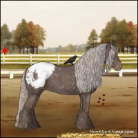 Horse Color:Silver Blue Roan Appaloosa