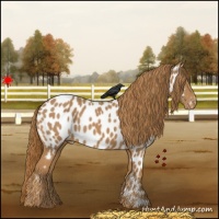 Horse Color:Chestnut Appaloosa