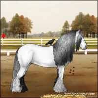 Horse Color:Gray White Spotted Black Near Fewspot 