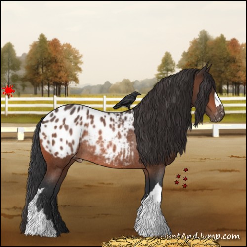 Horse Color:Bay Appaloosa Rabicano 