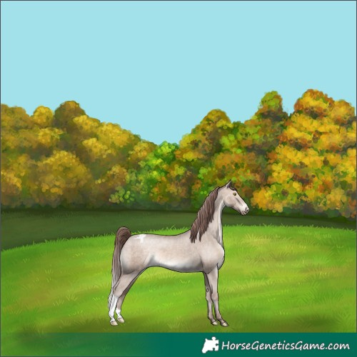 Horse Color:Sable Champagne Dun Appaloosa