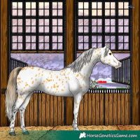 Horse Color:Buckskin Near Leopard 