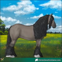 Horse Color:Grullo 