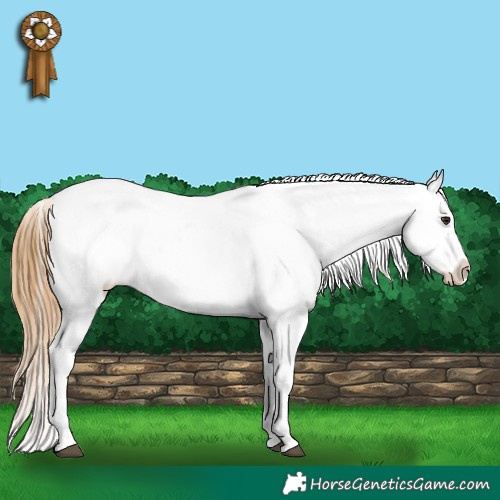 Horse Color:Buckskin Dun Near Leopard 