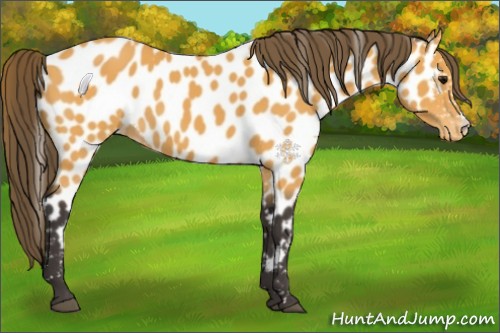 Horse Color:Buckskin Appaloosa 