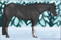 Horse Color:Black  and Black 