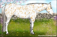 Horse Color:Buckskin Appaloosa 