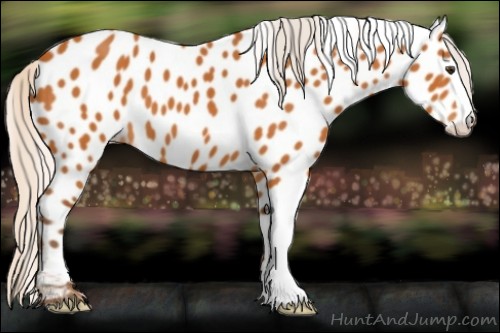 Horse Color:Silver Buckskin Appaloosa 