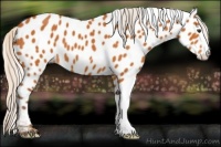 Horse Color:Silver Buckskin Appaloosa 