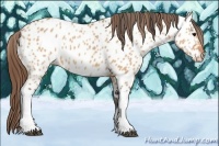 Horse Color:Bay Dun Near Leopard