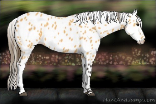 Horse Color:Buckskin Leopard 