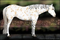 Horse Color:Buckskin Leopard 