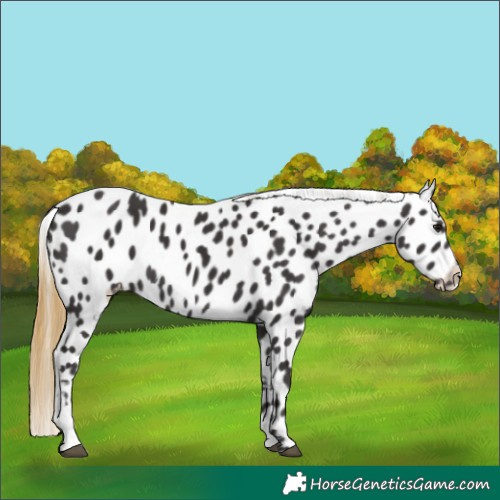 Horse Color:Smoky Black Appaloosa 