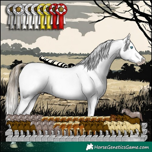 Horse Color:White Spotted Buckskin Pearl Appaloosa